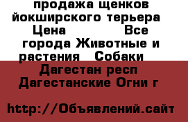 продажа щенков йокширского терьера › Цена ­ 25 000 - Все города Животные и растения » Собаки   . Дагестан респ.,Дагестанские Огни г.